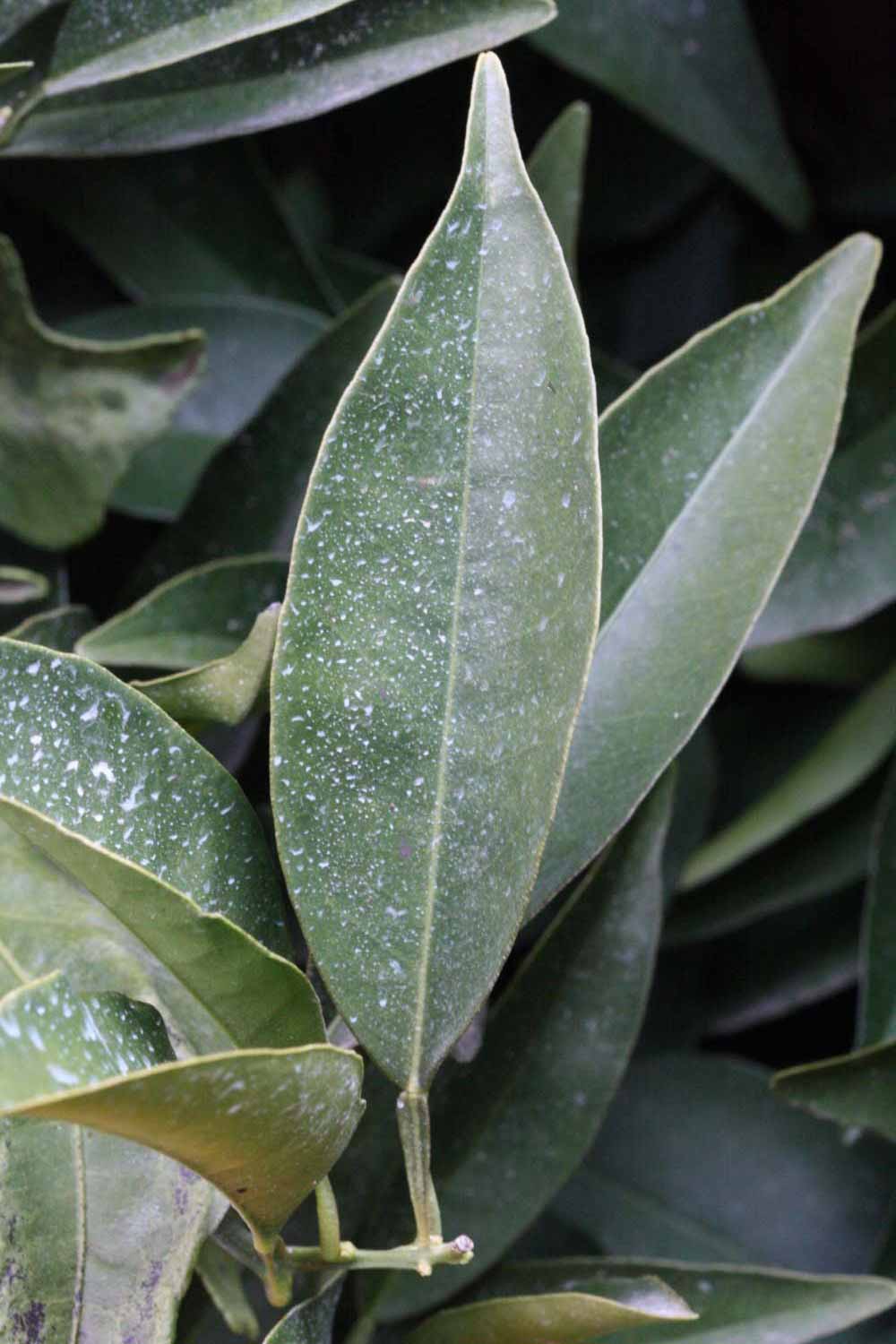              Unifoliolate leaf (Lindcove, CA)       